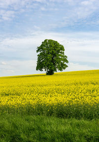 Scenic view of oilseed rape field against sky