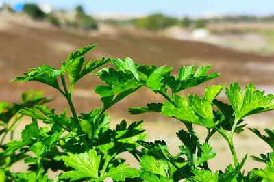 Close-up of fresh green plant in field