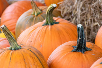 Many ripe halloween pumpkins as delicious vegetable in fall and thanksgiving season is orange fruit