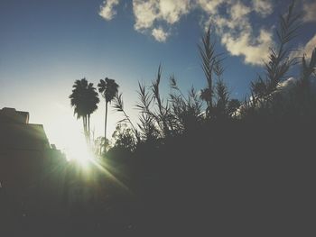 Sun shining through trees