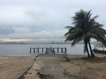 Palm trees on beach against sky