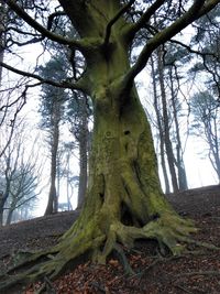 Low angle view of trees in forest