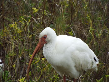 Bird on grassy field