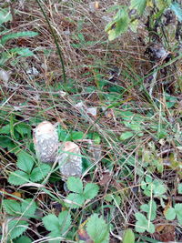 Close-up of plants growing on field