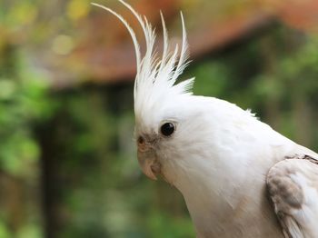 Close-up portrait of a bird