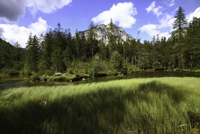 Scenic view of grassy field against sky