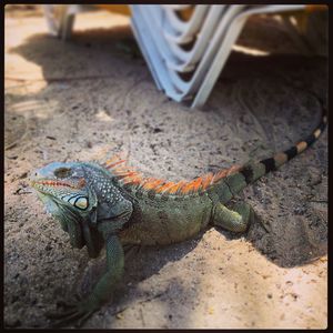 Close-up of lizard