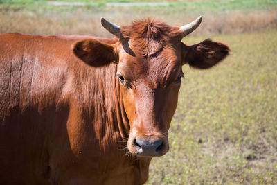 Portrait of a horse on field