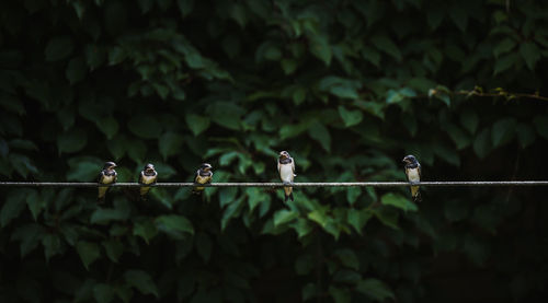 Bird perching on a tree