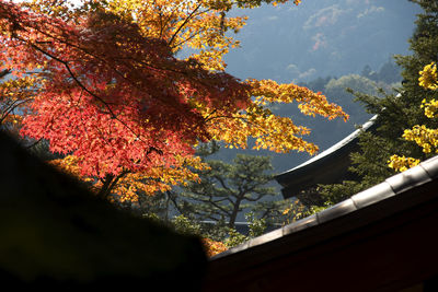 Low angle view of trees during autumn