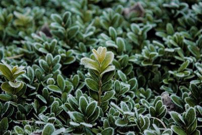 Full frame shot of green leaves