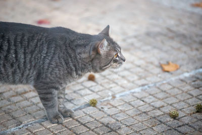 Close-up of cat