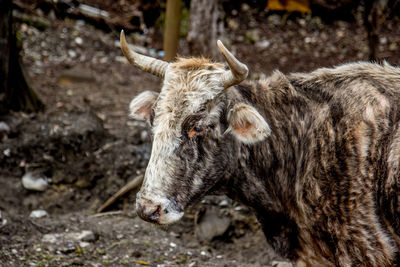 Close-up of cow