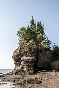 Tree by rocks against clear sky