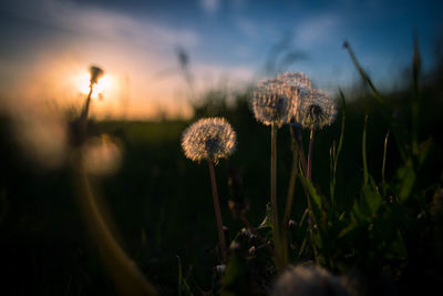 Close-up of plants growing on field against sky