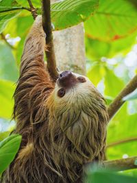 Close-up of a bird on tree