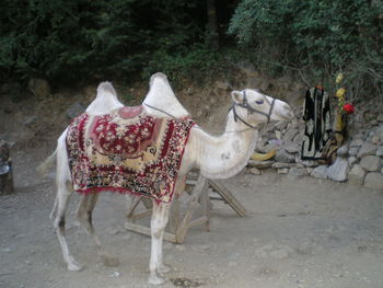 Horse in zoo