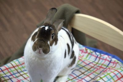 Close-up portrait of a dog