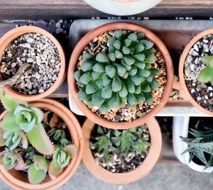 Succulent plants in market