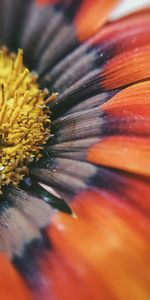 Full frame shot of orange flower