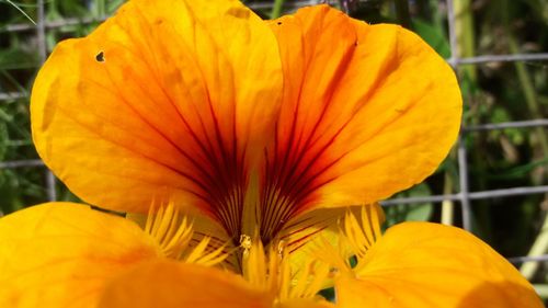 Close-up of day lily blooming outdoors