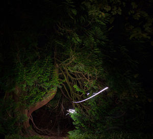 Plants growing in forest at night
