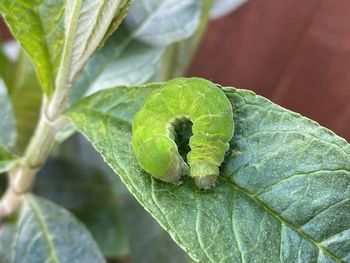 Close-up of insect on leaf