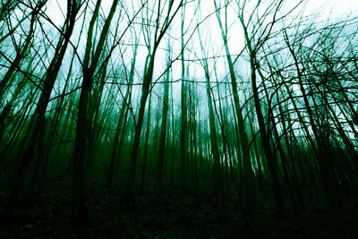 Low angle view of bamboo trees in forest