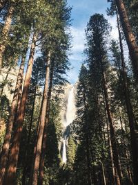 Low angle view of trees in forest