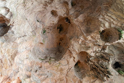 Full frame shot of tree trunk