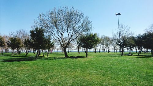 Trees on landscape against clear sky