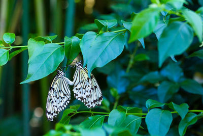 Close-up of butterfly pollinating flower