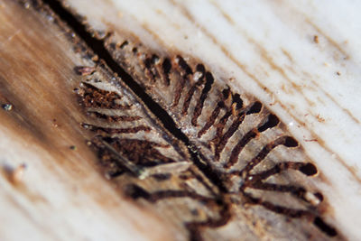 Close-up of wooden surface