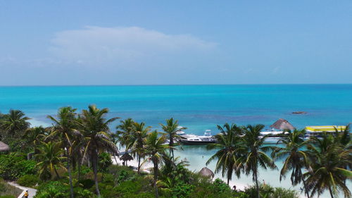 View of palm trees on beach