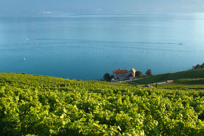 Vineyard and geneva lake