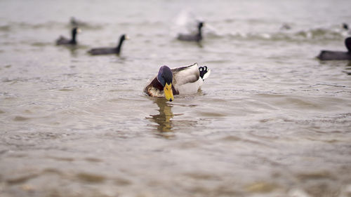 Bird on beach