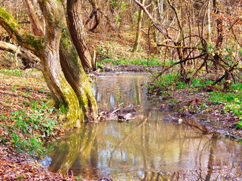 Reflection of trees in water