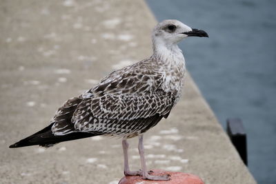 Close-up of seagull perching on retaining wall