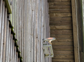 View of a bird on wooden door