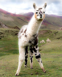 Portrait of llama on grassy field