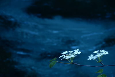 Close-up of white flowers