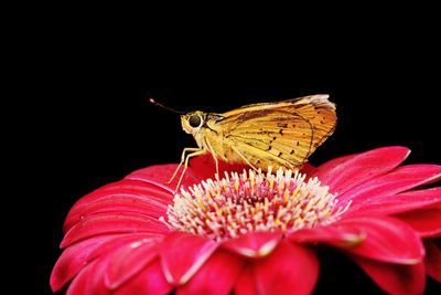 Close-up of butterfly perching on flower against black background