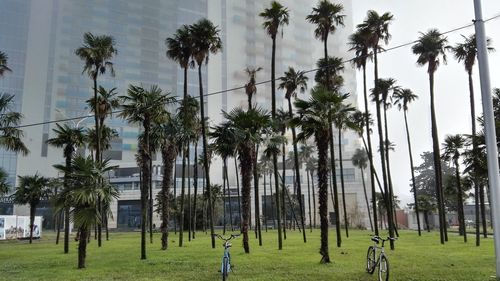 Palm trees against buildings