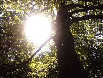 Sun shining through trees