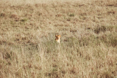 Cheetah walking on field