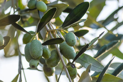 Close-up of fruits growing on tree