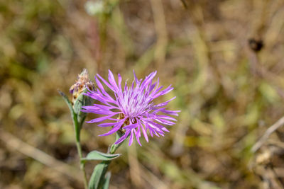 Close-up of purple flowering plant