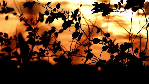 Close-up of silhouette flowers against sunset