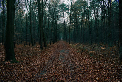 Trees growing in forest during autumn