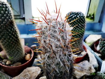 Close-up of cactus in potted plant